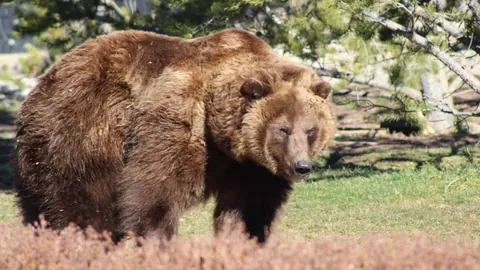 比利時4-2逆轉丹麥，歐國聯第6輪梅開二度與助攻輝煌！